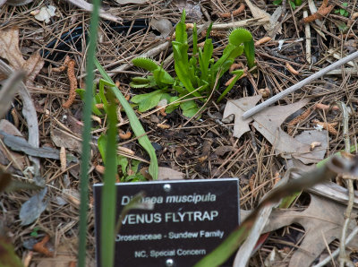 Venus Flytrap