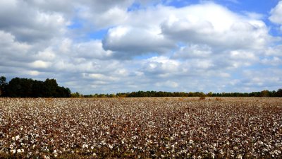 Cotton field  (Nikon D7000)