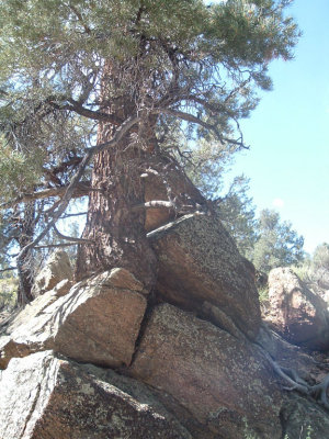 30.tree in rock.jpg