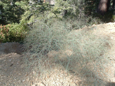 42.delicate mini tree bush.jpg
