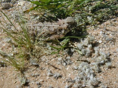 Horned Lizard