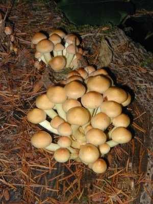 Oregon mushrooms