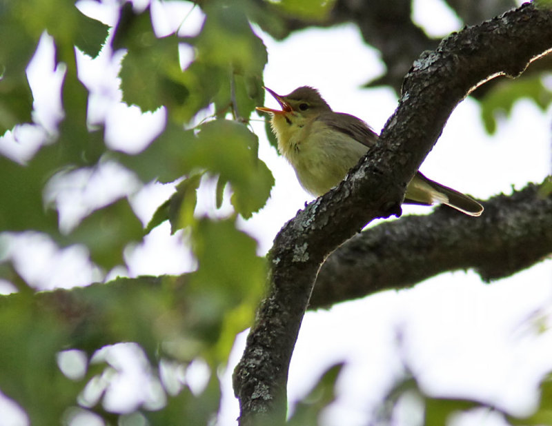 Polyglottsngare - Melodious Warbler (Hippolais polyglotta)