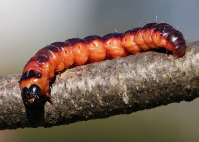 Vanlig trfjril - Goat Moth (Cossus cossus)