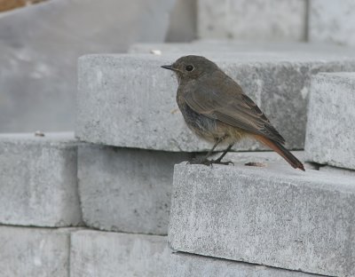 Svart rdstjrt - Black Redstart (Phoenicurus ochruros)