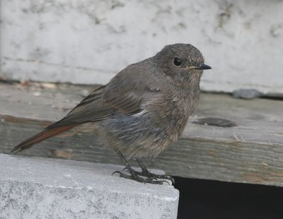 Svart rdstjrt - Black Redstart (Phoenicurus ochruros)