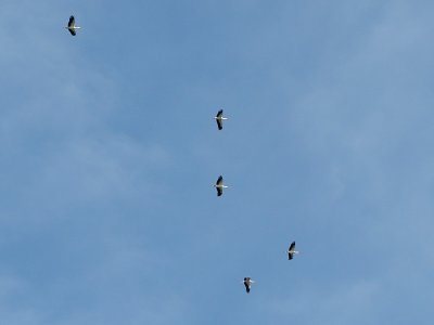 Vit stork - White Stork (Ciconia ciconia)