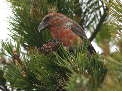 Mindre korsnbb - Crossbill (Loxia curvirostra)