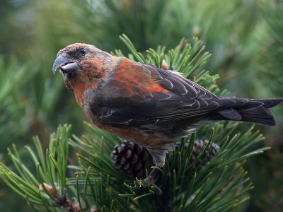 Mindre korsnbb - Crossbill (Loxia curvirostra)