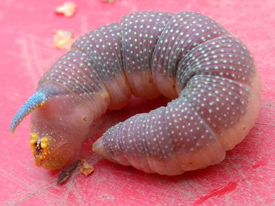 Lindsvärmare - Lime Hawk-moth (Mimas tiliae)