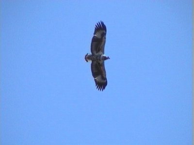 African Fish Eagle (Haliaeetus vocifer)