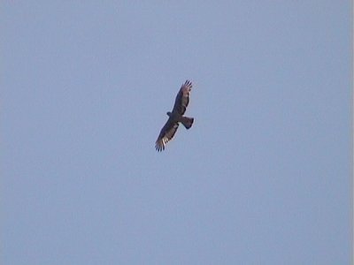 African Hawk-eagle (Hieraaetus spilogaster)