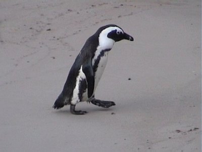 African Penguin (Spheniscus demersus)