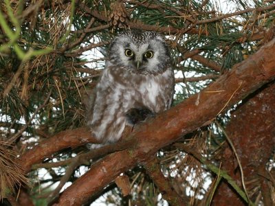 Prluggla - Tengmalm's Owl (Aegolius funereus)