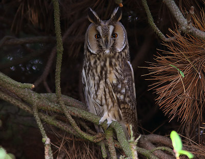 Hornuggla - Long-eared Owl (Asio otus)