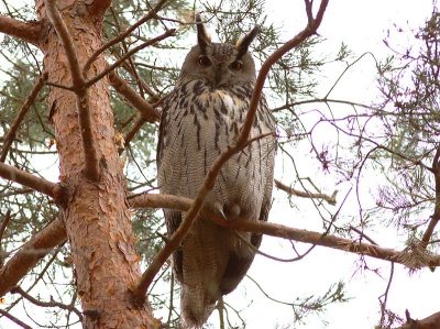 Berguv - Eagle Owl (Bubo bubo)