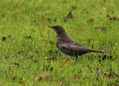 Ringtrast - Ring Ouzel (Turdus torquatus)