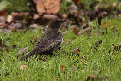 Ringtrast - Ring Ouzel (Turdus torquatus)