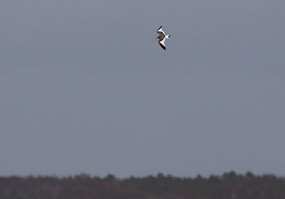 Tärnmås - Sabine's Gull (Xema sabini)