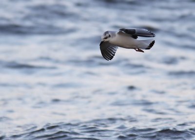 Dvrgms - Little Gull (Larus minutus)