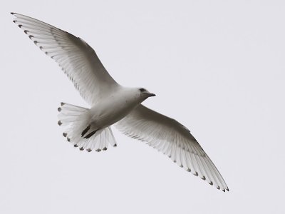Ismås - Ivory Gull (Pagophila eburnea)