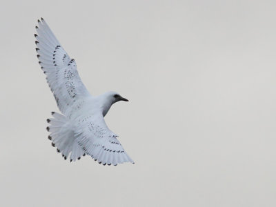 Ismås - Ivory Gull (Pagophila eburnea)