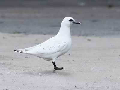 Isms - Ivory Gull (Pagophila eburnea)