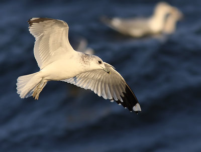 Fiskms - Common Gull (Larus canus)