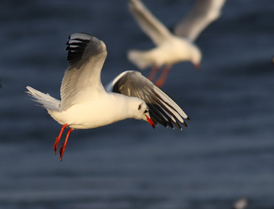 Skrattms - Black-headed Gull (Larus ridibundus)