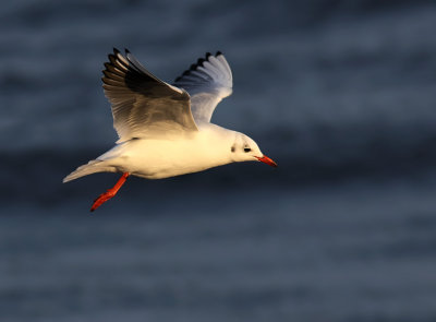 Skrattms - Black-headed Gull (Larus ridibundus)