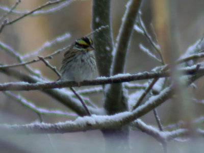 Gulbrynad sparv - Yellow-browed Bunting (Emberiza chrysophrys)