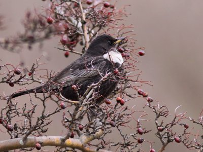 Ringtrast - Ring Ouzel (Turdus torquatus)