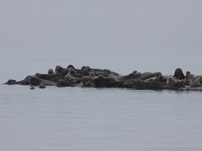 Seals at Måkläppen