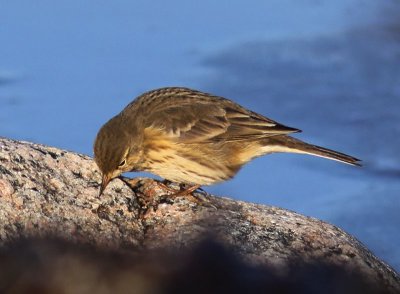 Hedpiplärka - Buff-bellied Pipit (Anthus rubescens)
