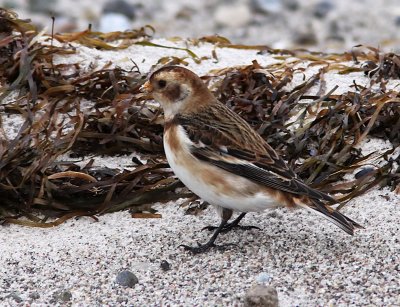 Snsparv - Snow Bunting (Plectrophenax nivalis)