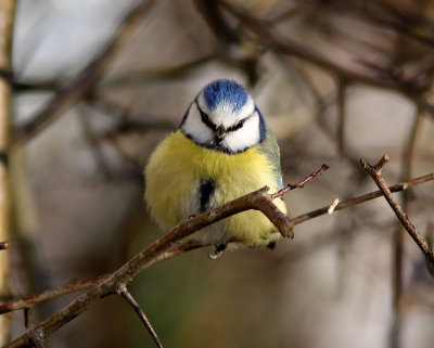 Blmes - Blue Tit (Parus caeruleus)