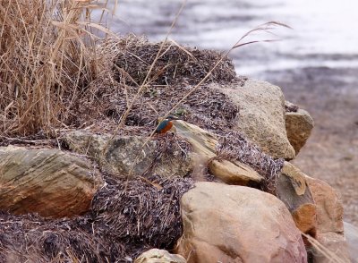 Kungsfiskare - Kingfisher (Alcedo atthis)