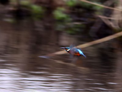 Kungsfiskare - Kingfisher (Alcedo atthis)