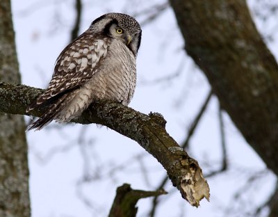 Hkuggla - Hawk Owl (Surnia ulula)