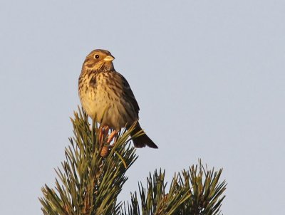 Kornsparv - Corn Bunting (Miliaria calandra)