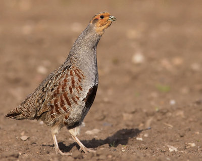 Rapphna - Partridge (Perdix perdix)