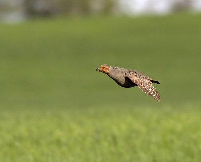 Rapphna - Partridge (Perdix perdix)