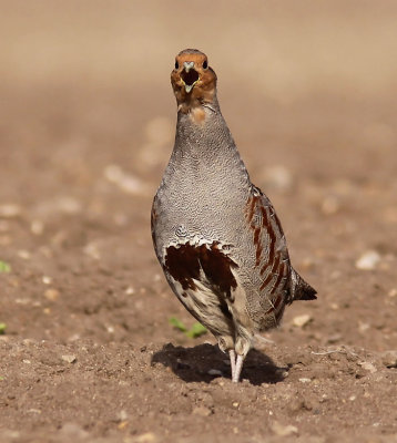 Rapphna - Partridge (Perdix perdix)