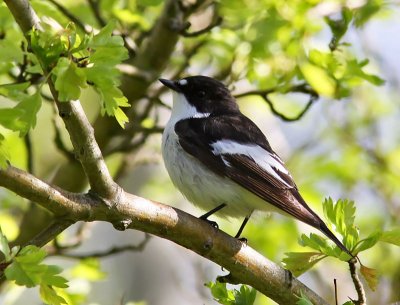 Svartvit flugsnappare - Pied Flycatcher (Ficedula hypoleuca)