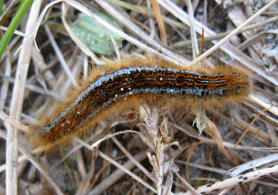 Ängsringspinnare - Ground Lackey (Malacosoma castrensis)