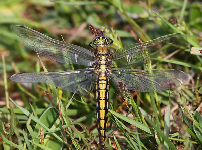 Stor sjötrollslända - Black-tailed Skimmer (Orthetrum cancellatum)