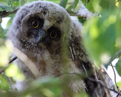 Hornuggla - Long-eared Owl (Asio otus)