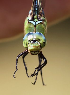 Kejsartrollslända - Emperor dragonfly (Anax imperator)