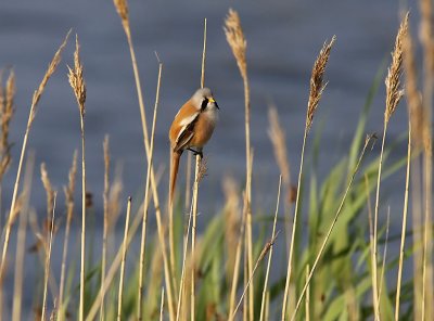 Skggmes - Bearded Parrotbill (Panurus biarmicus)