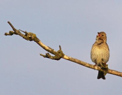 Rosenfink - Common Rosefinch (Carpodacus erythrinus)